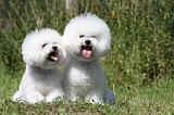 BICHON FRISE 416
